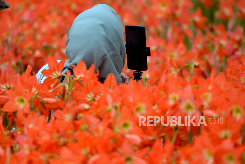 Pengunjung membuat konten Bunga Amarilis yang bermekaran di Gunungkidul, Yogyakarta, Kamis (30/11/2023).