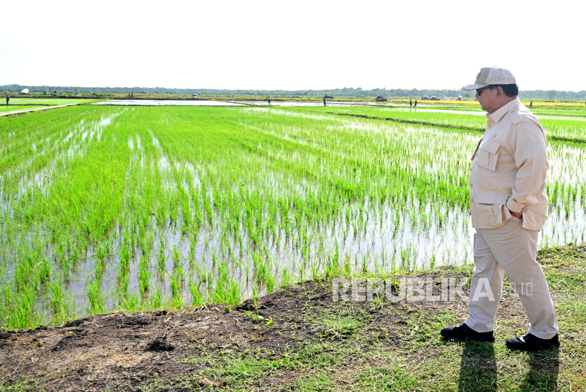 Presiden Prabowo Subianto saat meninjau lahan pertanian di Desa Telaga Sari, Distrik Kurik, Kabupaten Merauke, Papua Selatan, Ahad (3/11/2024). Kunjungan Presiden tersebut sebagai komitmen pemerintah dalam percepatan swasembada pangan berkelanjutan, dan Papua Selatan diproyeksikan sebagai salah satu lokasi pengembangan Kawasan Sentra Produksi Pangan di wilayah timur Indonesia dan didorong untuk dapat memenuhi kebutuhan pangan nasional. 