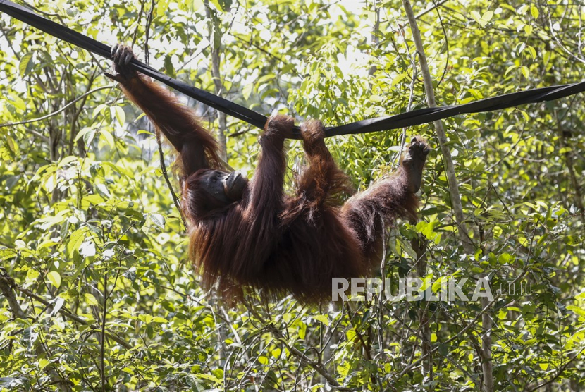 Upaya menjaga kelestarian orangutan tapanuli (Pongo tapanuliensis) tidak bisa berdiri sendiri. (ilustrasi)