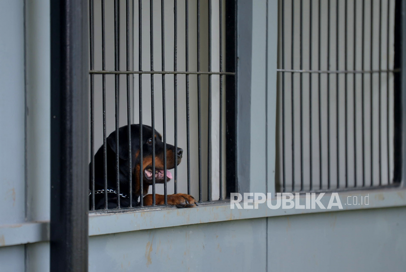 Seekor anjing pelacak Unit Satwa K9 Polda Metro Jaya berada dalam Gedung Unit Satwa K9 di Kawasan Petamburan, Jakarta, Senin (31/10/2022). Prayogi/Republika.