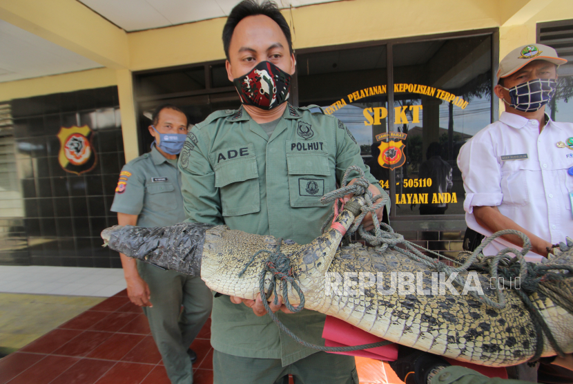 Petugas Balai Besar Konservasi Sumber Daya Alam (BBKSDA) Jawa Barat mengangkut buaya muara (Crocodylus porosus) liar untuk dievakuasi di Losarang, Indramayu, Jawa Barat, Rabu (1/7/2020). Buaya muara sepanjang dua meter yang ditangkap warga saat berkeliaran di pemukiman tersebut selanjutnya akan dibawa ke pusat penangkaran untuk diperiksa kondisi fisik dan kesehatannya. ANTARA FOTO/Dedhez Anggara/aww.