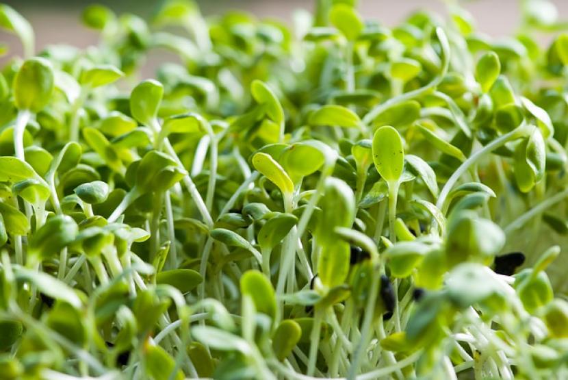  Khasiat Tanaman Alfalfa: Turunkan Kolesterol, Lancarkan ASI