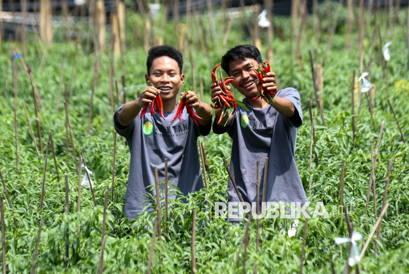 Dua pemuda menunjukan cabai hasil ujicoba di Wongsorejo, Banyuwangi, Jawa Timur, Rabu (16/4/2025). Komunitas Anak Tani yang beranggotakan sejumlah anak muda itu aktif melakukan riset pertanian dan mengajak pemuda desa agar tetap berkarya di Kampung halaman untuk mengembangkan potensi desa, tanpa harus merantau sekaligus mendukung pemerintah dalam upaya mewujudkan ketahanan pangan. 