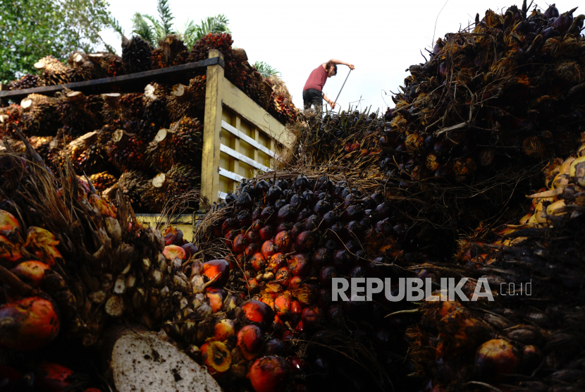 Pekerja menyusun tandan buah segar (TBS) kelapa sawit ke atas mobil di Tarailu, Mamuju, Sulawesi Barat, Ahad (23/05/2021).