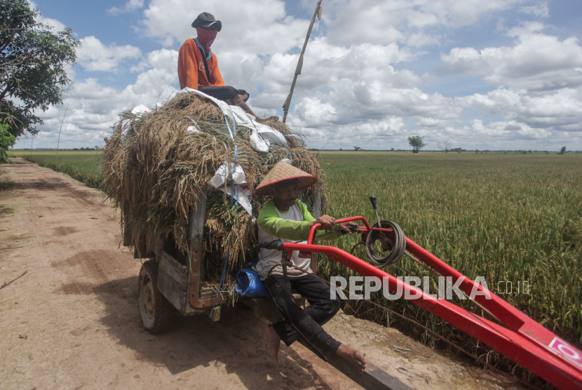 Petani membawa hasil panen menggunakan traktor di areal persawahan lumbung pangan nasional. 