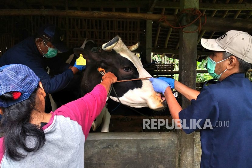 Veteriner menyuntikkan vaksin Lumpy Skin Desease (LSD) pada ternak sapi (ilustrasi)