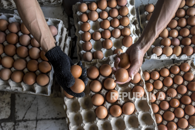 Pekerja menyortir telur ayam di salah satu sentra penjualan telur ayam di Jalan Ibrahim Adjie, Batununggal, Kota Bandung, Jawa Barat, Kamis (25/5/2023). Naiknya harga telur ayam di pasaran membuat para pemilik usaha bolu dan kue menjerit.