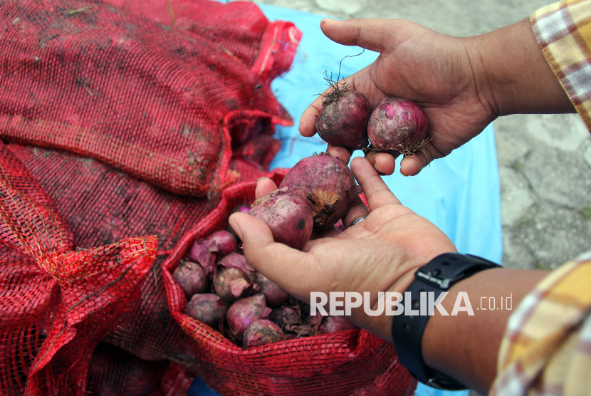 Bea Cukai Musnahkan 24.120 Kg Bawang Selundupan Asal Malaysia