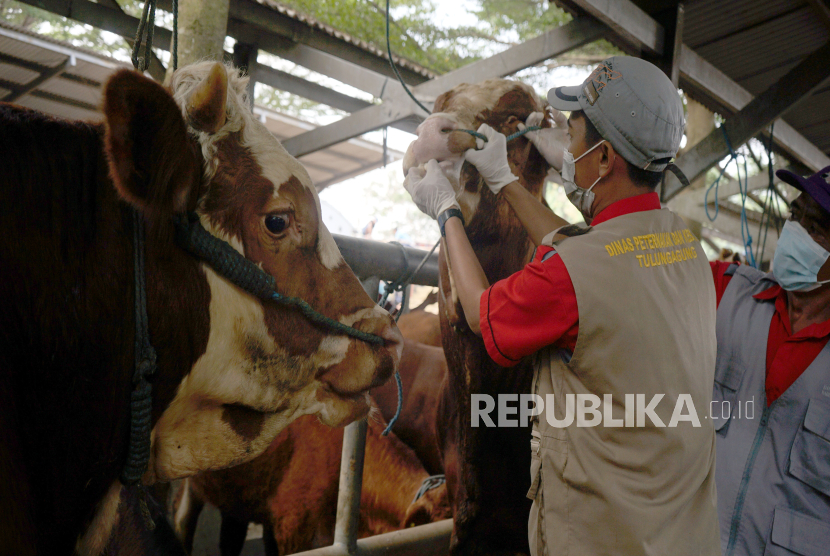 Petugas memeriksa gigi ternak sapi di Pasar Hewan Terpadu (PHT) (Ilustrasi)