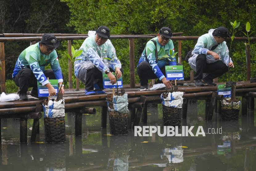 Sejumlah peserta menanam pohon mangrove dalam kegiatan bersama Badan Pengelola Keuangan Haji (BPKH) di Taman Wisata Alam Mangrove Angke Kapuk, Jakarta, Sabtu (7/12/2024). Badan Pengelola Keuangan Haji (BPKH) menanam 1.000 pohon mangrove dan melepasliarkan 60 burung jenis Dederuk Jawa, Perenjak Jawa, dan Kutilang untuk menjaga kelestarian alam di wilayah pesisir. 