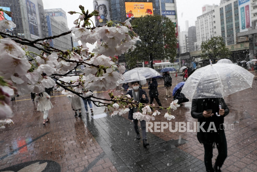 Warga mengambil foto bunga sakura saat salju yang turun tanpa musim di Shibuya, Tokyo, Jepang, Ahad (29/3). Jumlah warga Tokyo terpapar Covid-19 bertambah 130 orang.