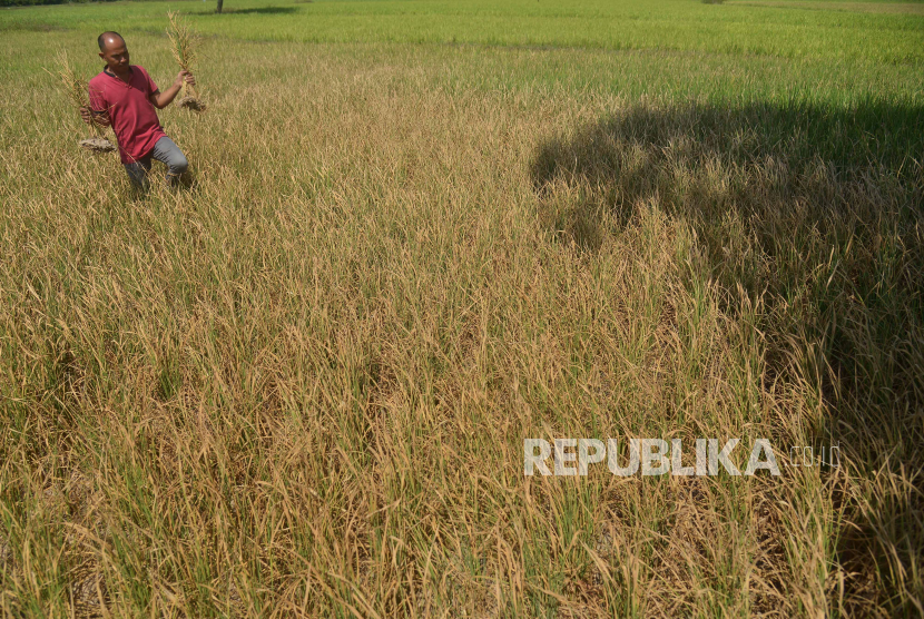 Petani membawa tanaman padi berumur sekitar dua bulan yang mati akibat kekeringan.