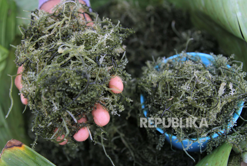 Rumput laut (ilustrasi). Sejak sepekan terakhir, harga rumput laut di Kabupaten Nunukan, Kalimantan Utara, tembus Rp 23.000 per kilogram.