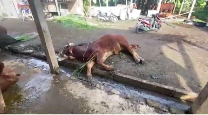 Penerbangan dari Bali Diwaspadai Bawa Penyakit Mulut dan Kuku Sapi ke Australia