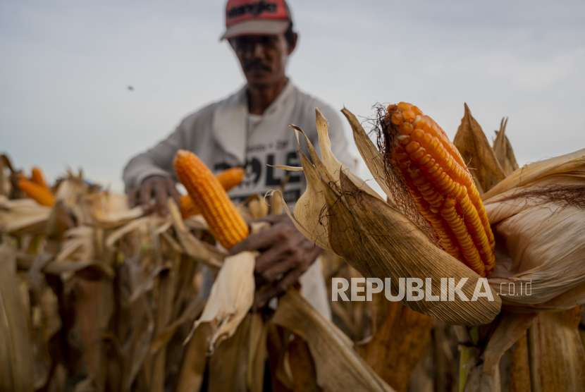 Petani memanen jagung (ilustrasi).