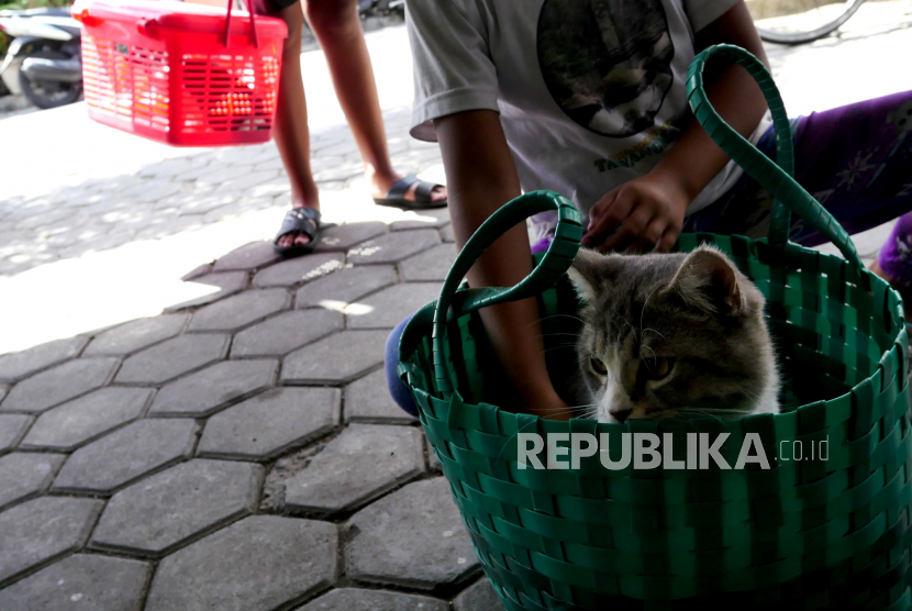 Kucing milik warga antre menunggu vaksinasi rabies di Kalurahan Gedongkiwo, Yogyakarta. Pemkot Yogyakarta menargetkan sebanyak 2.600 hewan peliharaan divaksinasi rabies.