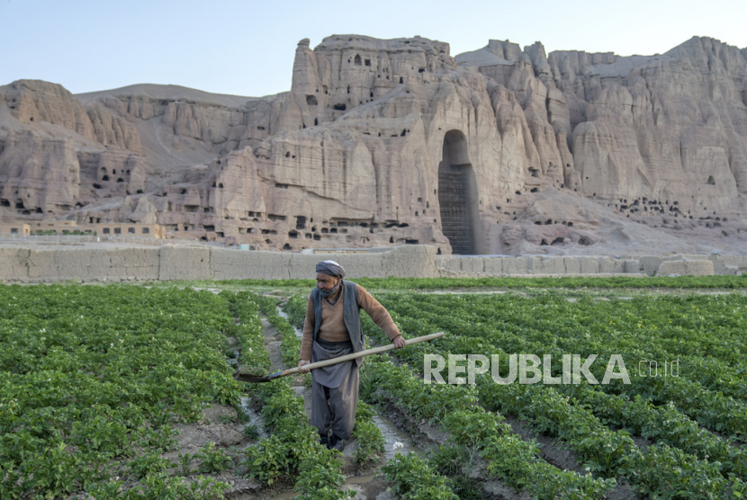 Seorang petani bekerja di ladang dekat sisa-sisa patung Buddha raksasa yang dihancurkan oleh Taliban pada tahun 2001, di Bamiyan, Afghanistan,  Senin (19/6/2023). 