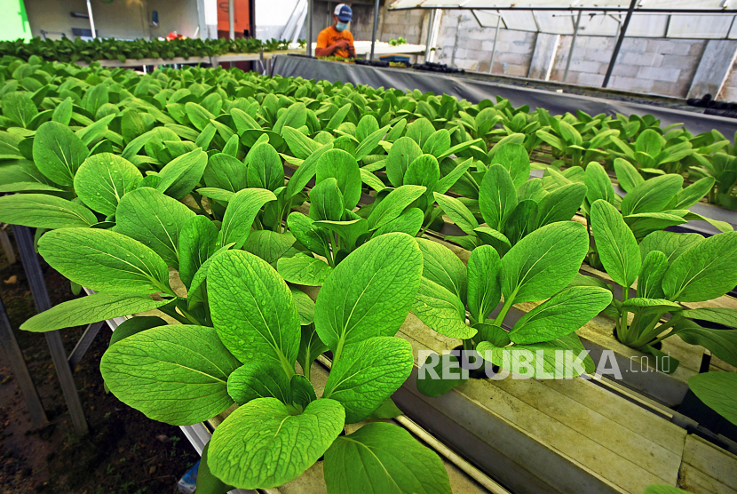 Warga merawat tanaman pakcoy (Brassica rapa) dengan sistem hidroponik (ilustrasi)