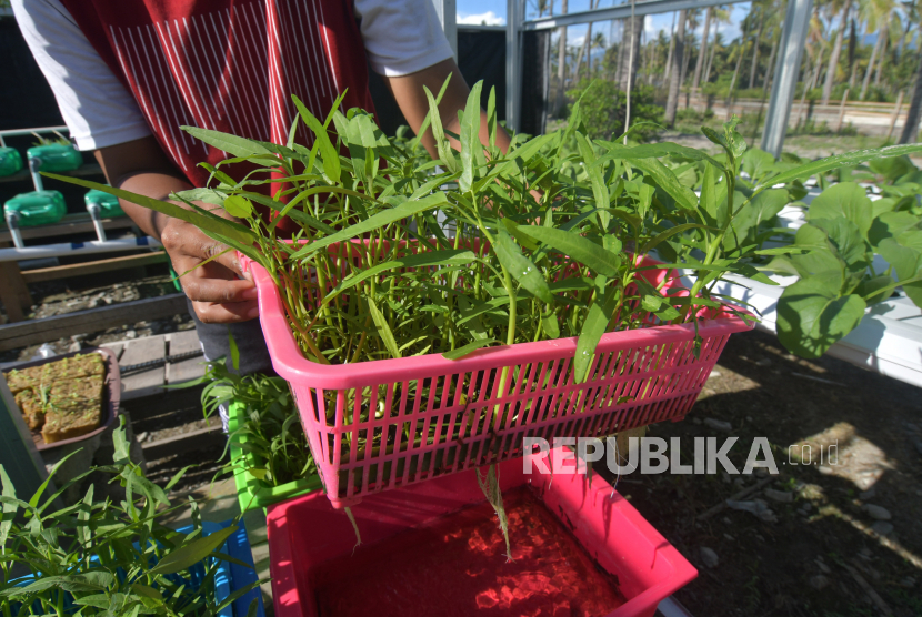 Seorang warga menanam sayuran dengan sistem hidroponik di pekarangan rumahnya di Kabupaten Sigi, Sulawesi Tengah, Jumat (10/4/2020). Kebun rumahan tersebut dapat menjadi solusi bagi warga dalam upaya menjaga ketahanan pangan di tengah pandemi COVID-19 dan juga mengurangi aktivitas berbelanja di pasar yang menjadi tempat orang berkumpul