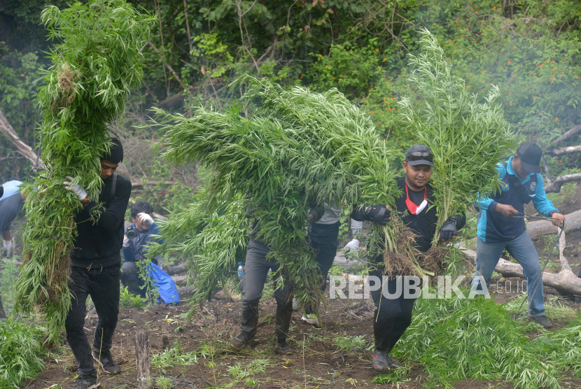 Anggota Badan Narkotika Nasional provinsi Aceh bersama anggota Polri dan TNI mencabut tanaman ganja sebelum dimusnahkan dengan cara dibakar (ilustrasi)