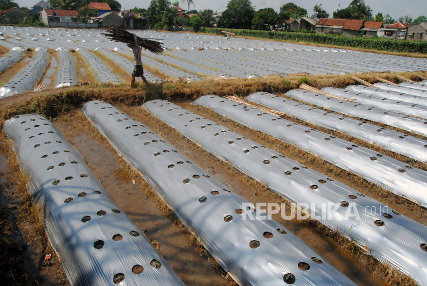 Seorang petani mengangkat potongan batang bambu untuk menanam sayuran timun di Desa Ciherang, Dramaga, Kabupaten Bogor, Jawa Barat, Senin (2/8/2021). Otoritas Jasa Keuangan (OJK) melaporkan realisasi Kredit Usaha Rakyat (KUR) Pertanian hingga Juli 2021 telah mencapai Rp42,17 triliun yang mencakup 1,32 juta debitur dan nilai tersebut sudah 60 persen dari target yang ditetapkan pemerintah untuk KUR sektor pertanian tahun ini sebesar Rp70 triliun. 