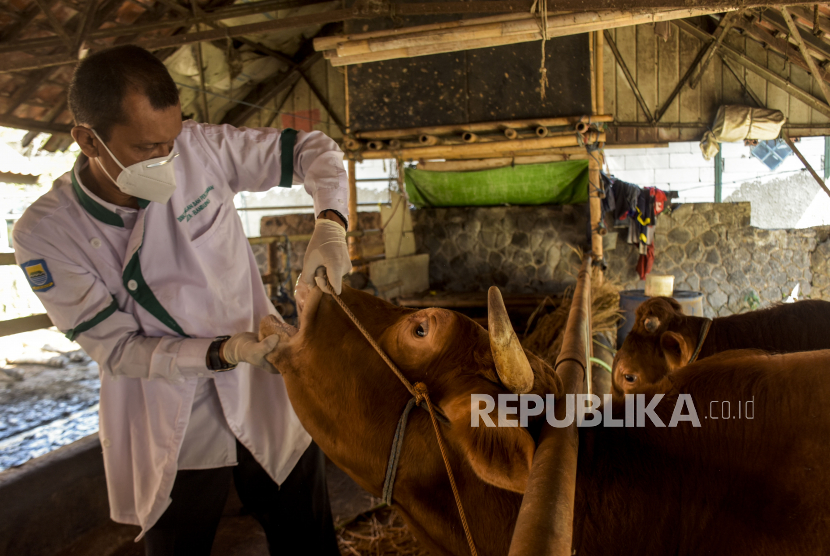 Petugas memeriksa kesehatan hewan sapi di UPT Rumah Potong Hewan (RPH) Ciroyom, Jalan Arjuna, Cicendo, Kota Bandung, Rabu (18/5/2022). Pemerintah Kota Bandung melalui Dinas Ketahanan Pangan dan Pertanian (DKPP) Kota Bandung berupaya mencegah penyebaran wabah penyakit mulut dan kuku (PMK) khususnya di RPH dengan memastikan dokumen kesehatan dan administrasi hewan ternak, penyemprotan disinfektan secara berkala, pemeriksaan kesehatan, serta menyiapkan kandang isolasi untuk hewan ternak. Foto: Republika/Abdan Syakura