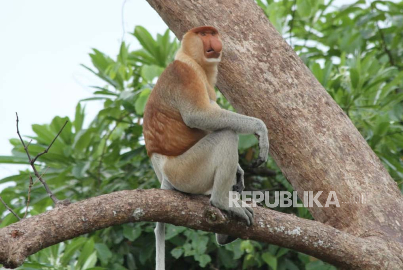 Bekantan, jenis primata hidung panjang yang hidup liar di ekoriparian Sungai Hitam, Kelurahan Kampung Lama, Kecamatan Samboja, Kutai Kartanegara, Kalimantan Timur.