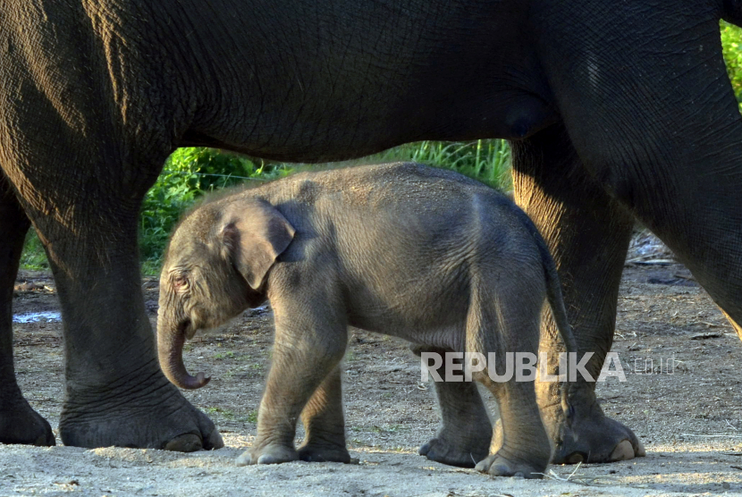 Anak gajah (ilustrasi). Seekor bayi gajah lahir di Unit Konservasi Gajah Estate Ukui PT RAPP  Kabupaten Pelalawan, Riau, pada 6 April 2023.