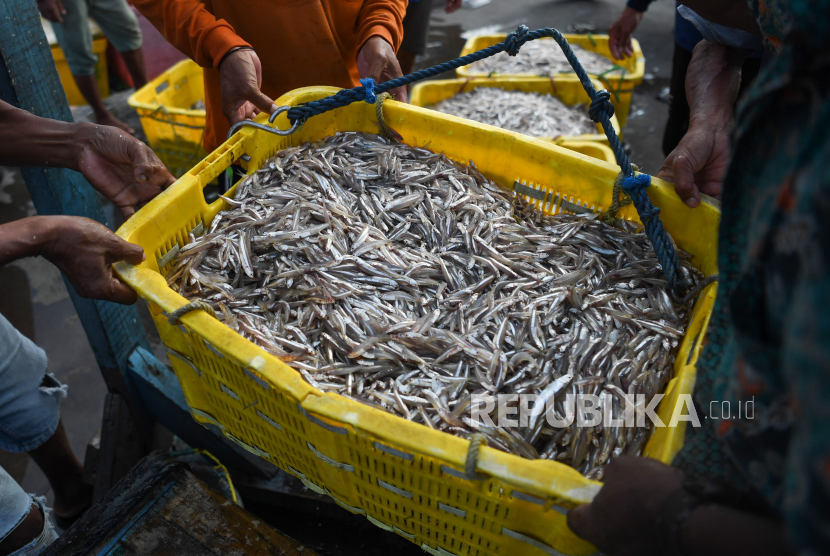 Pekerja memindahkan ikan teri yang ditangkap nelayan di Pelabuhan Muara Angke Jakarta, Rabu (7/4/2021). Kementerian Kelautan dan Perikanan menargetkan sektor perikanan tangkap mampu memberikan kontribusi penerimaan negara bukan pajak (PNBP) kepada negara mencapai Rp12 triliun pada tahun 2024. 
