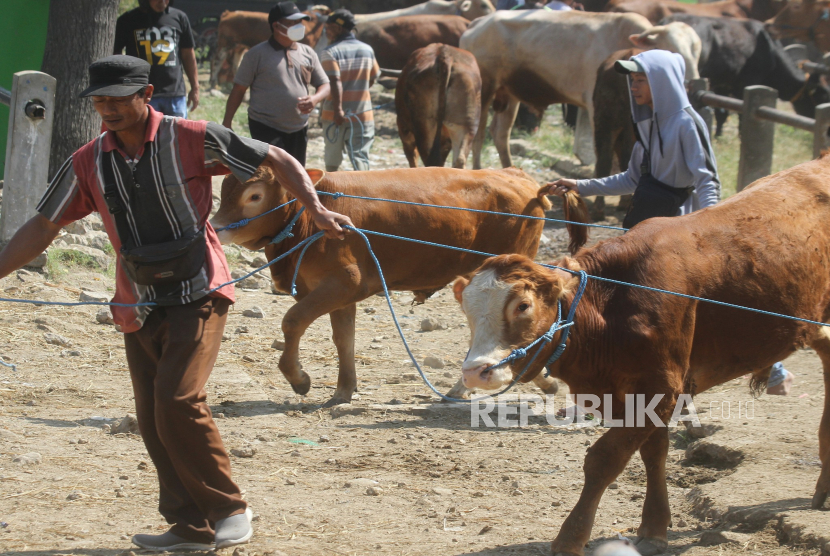 Pedagang menggiring sapi menuju kendaraan angkut di Pasar Hewan Kandangan, Ngawi, Jawa Timur, Selasa (30/5/2023). 