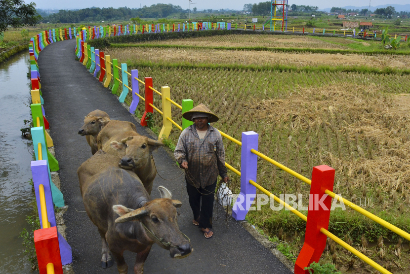 Petani mengembala kerbau melintasi jembatan pelangi di desa (ilustrasi). Sedikitnya 73 desa, yakni 10 desa di Kabupaten Bima dan 63 desa di Kabupaten Sumbawa, Provinsi Nusa Tenggara Barat (NTB) hingga saat ini masih masuk kategori tertinggal.