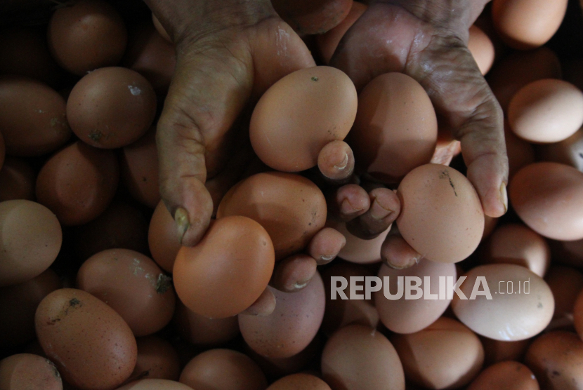 Pekerja memanen telur ayam di Wonokoyo, Malang, Jawa Timur, Rabu (2/12/2020). Harga telur ayam terus bergerak naik menjelang akhir tahun.