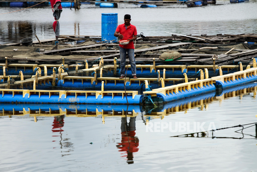 Nelayan keramba memberi pakan ikan kerapu di daerah aliran Sungai Cunda, Lhokseumawe, Aceh.
