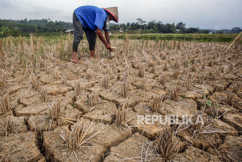 Petani memotong sisa padi di lahan pertanian yang kering, ilustrasi. Pemerintah Kabupaten (Pemkab) Cirebon, Jawa Barat, memetakan daerah yang rawan kekeringan pada musim kemarau agar mudah dilakukan penanganan.