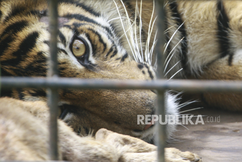 Harimau Sumatra (Panthera tigris sumatrae) berada dalam perangkap Balai Konservasi Sumber Daya Alam (BKSDA) Sumatera Barat di Jorong Rawang Gadang, Nagari Simpang Tanjung Nan Ampek, Kecamatan Danau Kembar, Kabupaten Solok, Sumbar, Ahad (6/12/2020).