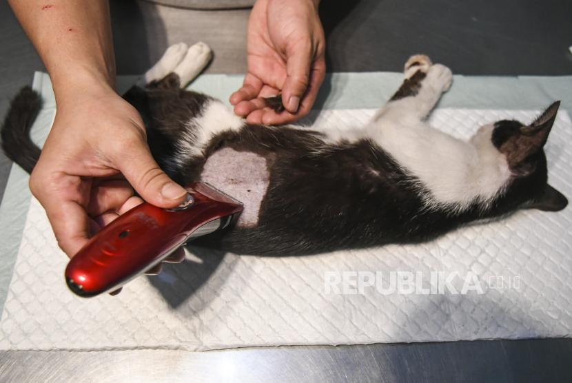 Petugas mempersiapkan operasi sterilisasi kucing di Klinik Hewan. ilustrasi