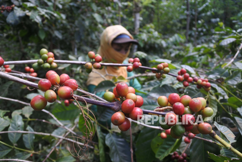 Petani memetik kopi arabika di Desa Curahtatal, Arjasa, Situbondo, Jawa Timur, Jumat (10/7/2020). 