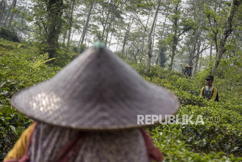 Jerit Pemetik Teh di Pangalengan Akibat Alih Fungsi Lahan, Dedi Mulyadi Minta Kapolda Tangkap Pelaku