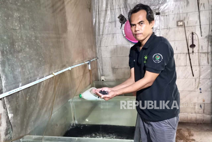 Penternak Bibit Ikan Patin di Bekasi Ahmad Kasih sedangkan mengelola kolam pengembangan ikan.  