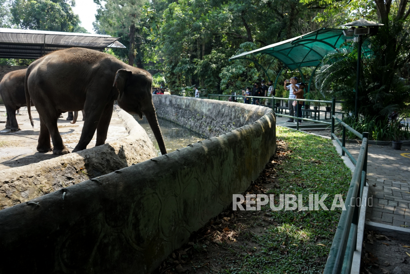 Pengunjung berada di tempat wisata Gembira Loka (GL) Zoo, Yogyakarta, Senin (3/8/2020). Setelah tutup selama beberapa bulan terakhir akibat pandemi COVID-19, mulai hari ini GL Zoo kembali dibuka untuk wisatawan dengan protokol kesehatan COVID-19. 