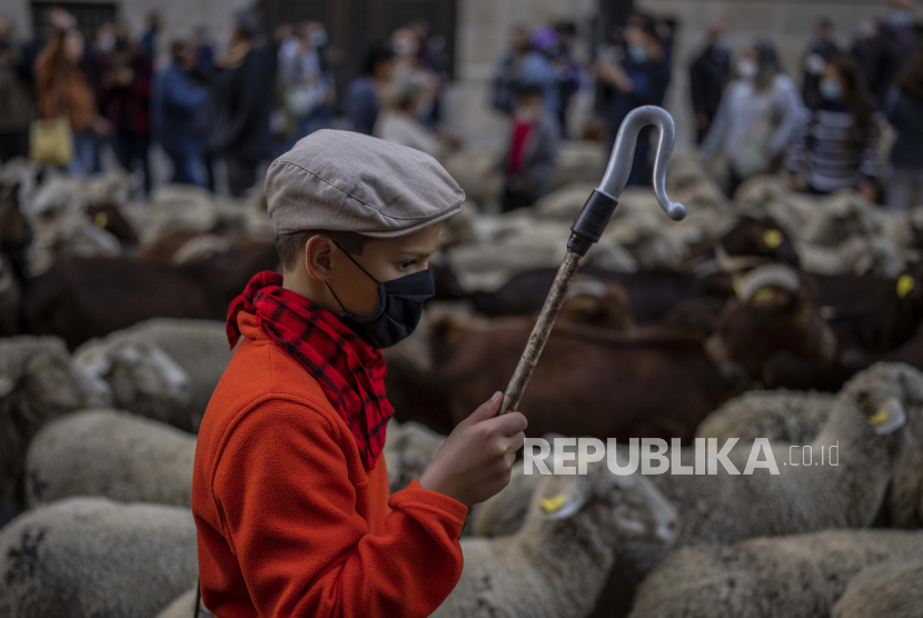  Seorang gembala muda menggembalakan sekawanan domba melalui pusat kota Madrid, Spanyol, Ahad  24 Oktober 2021. 