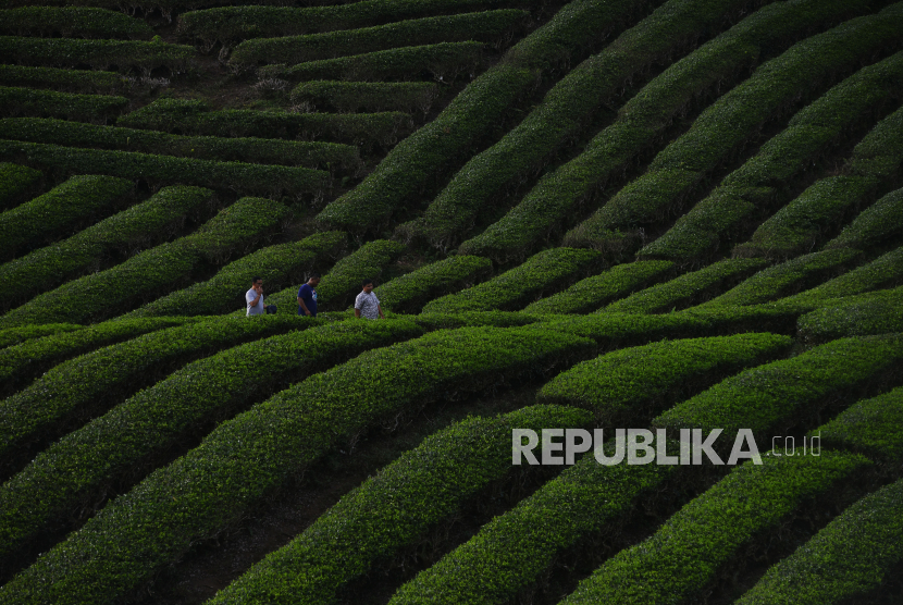 Wisatawan menikmati pesona kebun teh di Kabupaten Solok, Sumatra Barat. Pemkab Solot mencatat wisatawan selama Lebaran 2024 mencapai 1,3 juta orang.
