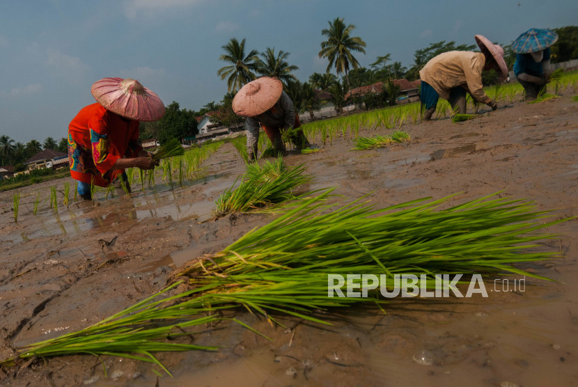 Petani menanam padi di Tambak Baya, Lebak, Banten, Rabu (4/8/2021). Dinas Pertanian Kabupaten Lebak mencatat surplus beras pada Juni 2021 sebesar 92.935 ton atau mencukupi kebutuhan selama tujuh bulan ke depan. 