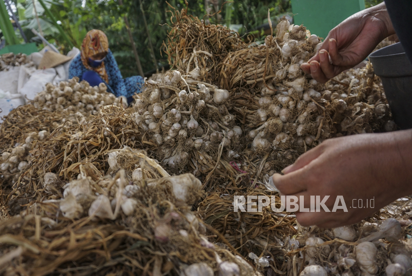 Pekerja menyortir bawang putih kualitas ekspor saat pelepasan ekspor bawang putih ke Taiwan, (ilusttrasi).