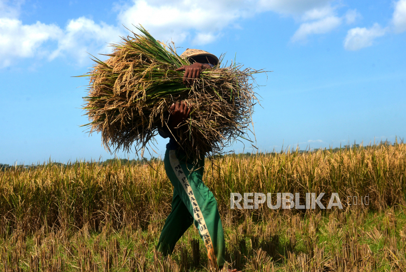 Petani memanen padi di lahan persawahan, Kebumen, Jawa Tengah, Senin (25/7/2022). Badan Meteorologi, Klimatologi, dan Geofisika (BMKG) mengingatkan dampak perubahan iklim dapat mengancam kedaulatan pangan nasional. 