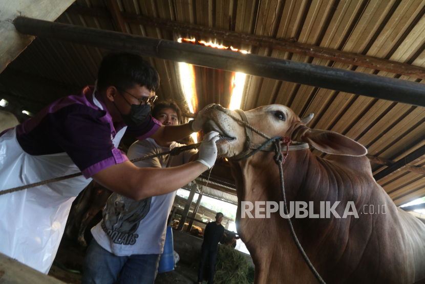Petugas Dinas Ketahanan Pangan dan Peternakan memeriksa kondisi kesehatan sapi di tempat penggemukan sapi Desa Bangkok, Kediri, Jawa Timur