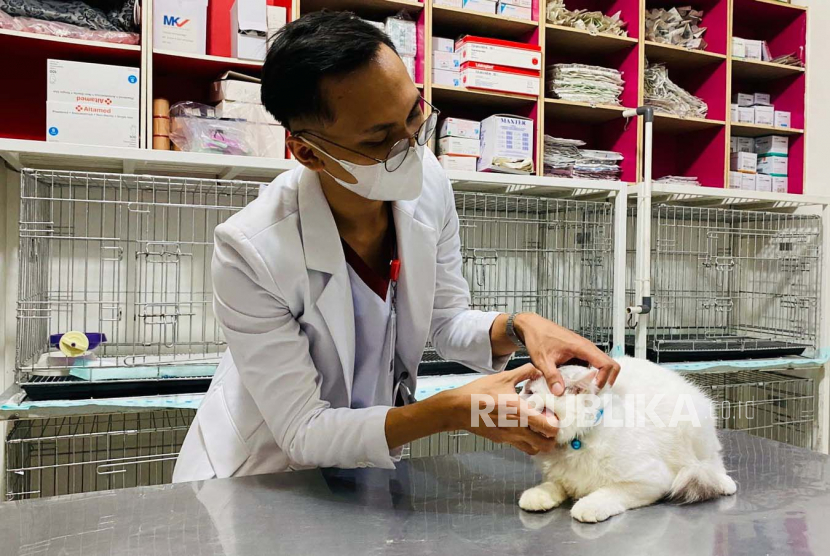 Kucing menjadi hewan yang paling banyak mengikuti program vaksinasi rabies yang diselenggarakan Pemerintah Kota Jakarta Barat mencapai 1.481 ekor menyusul anjing, kera, dan musang./ilustrasi