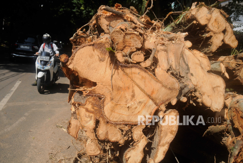 Pengendara motor melintas di dekat bagian pohon tumbang (ilustrasi). Pohon berdiameter 1 meter tumbang dan menyebabkan belasan kios di Malang rusak.