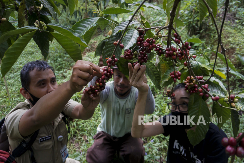 Petani didampingi penyuluh pertanian dari pemerintah setempat memetik buah kopi (ilustrasi)