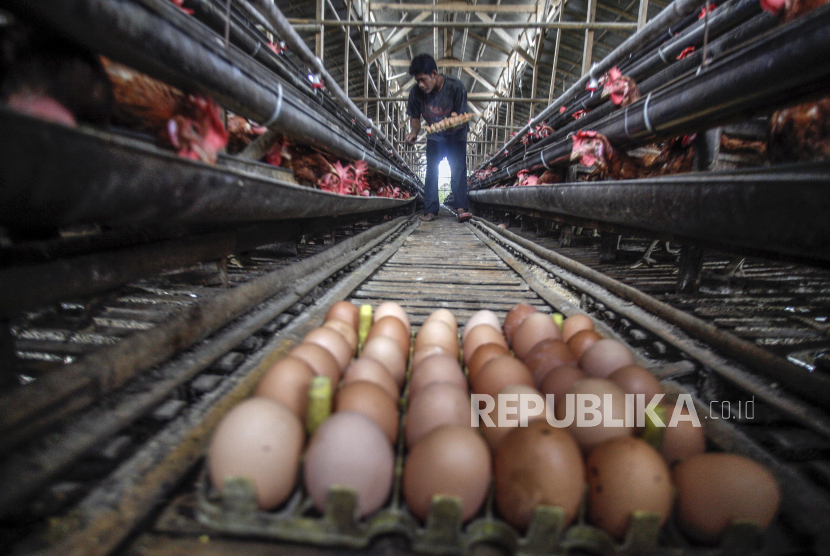 Peternak memanen telur ayam di peternakan kawasan Pakansari, Bogor, Jawa Barat, Senin (11/5). 